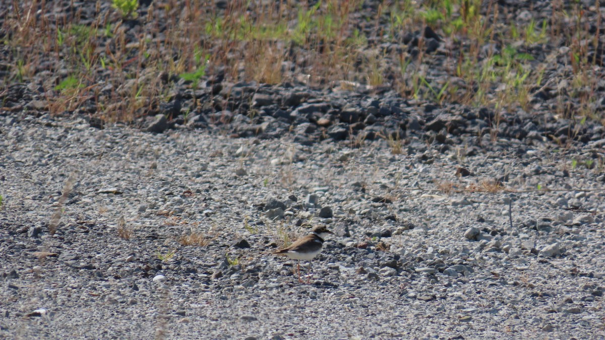 Little Ringed Plover - ML620628313