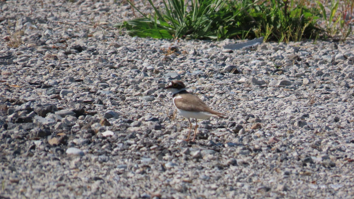 Little Ringed Plover - ML620628315