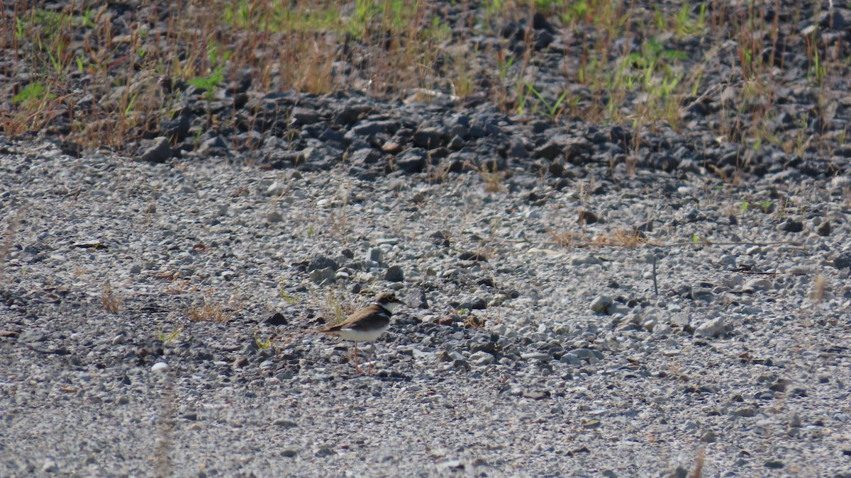 Little Ringed Plover - ML620628317