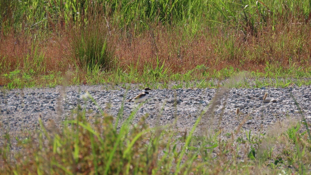 Little Ringed Plover - ML620628318