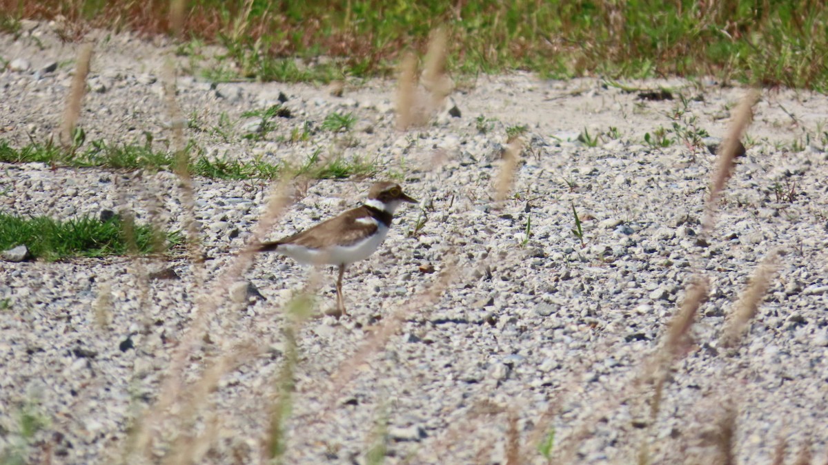 Little Ringed Plover - ML620628320