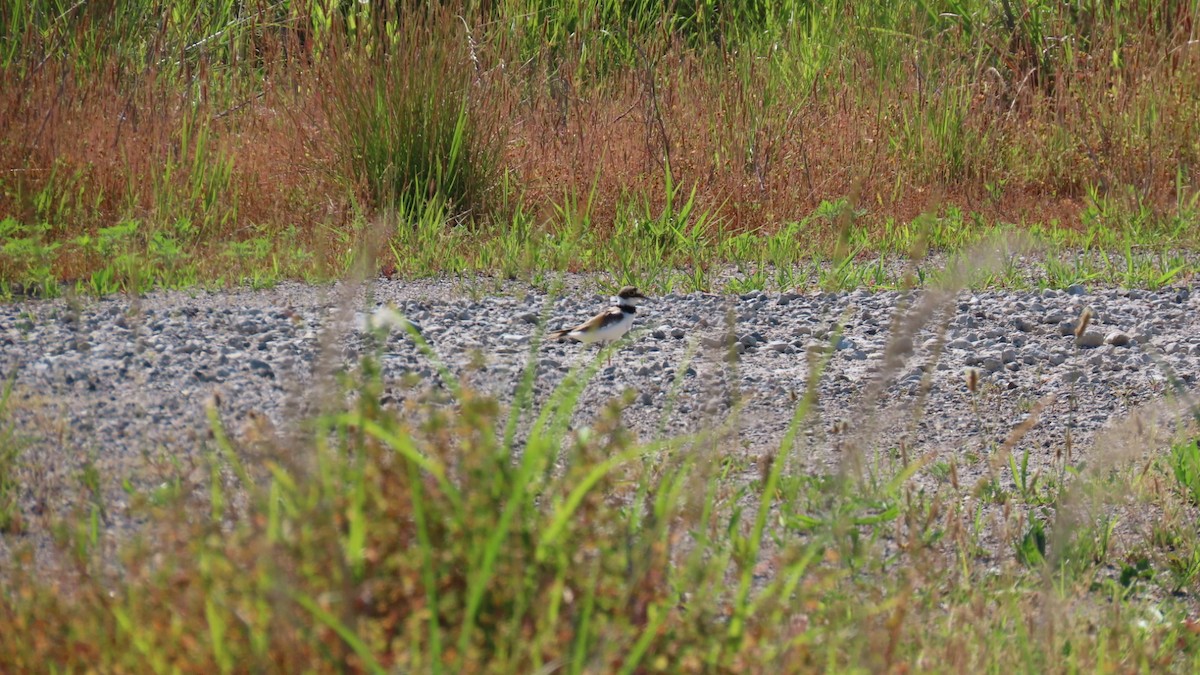 Little Ringed Plover - ML620628322