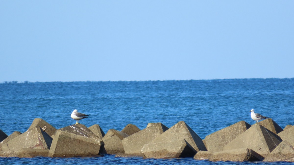 Black-tailed Gull - ML620628327