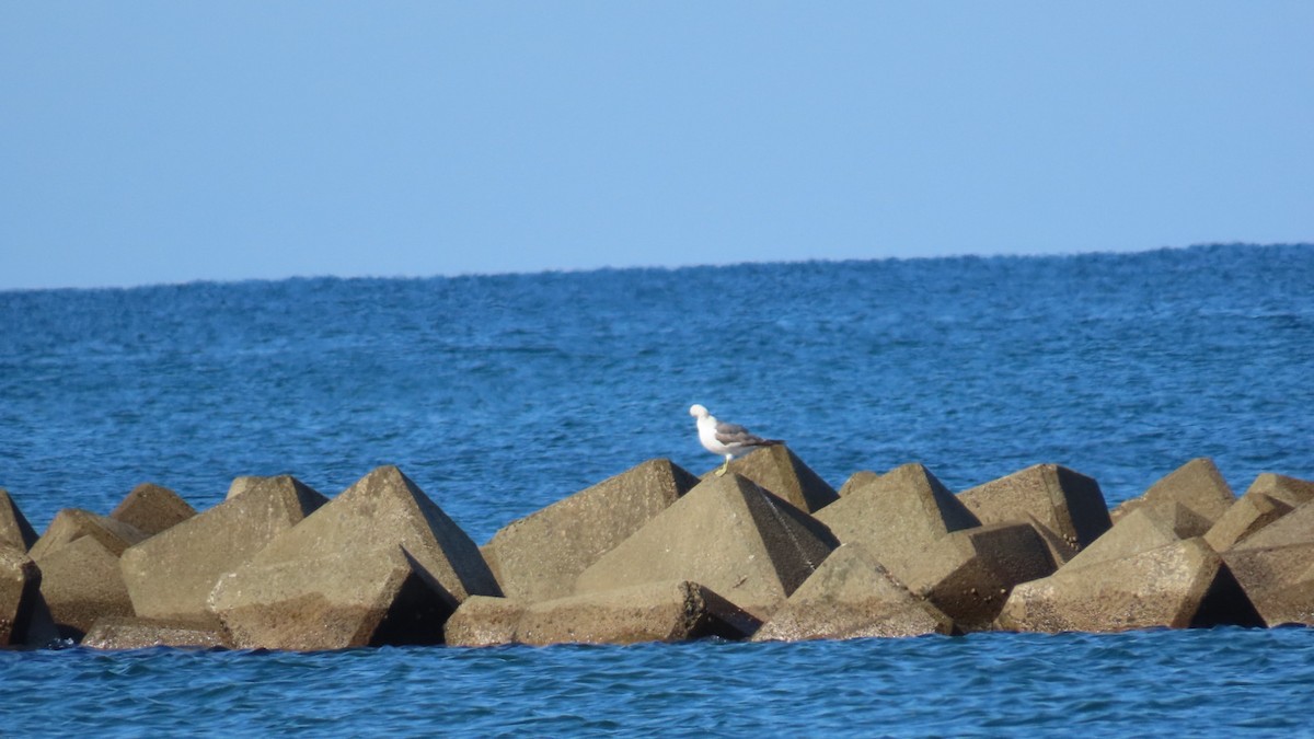 Black-tailed Gull - ML620628329