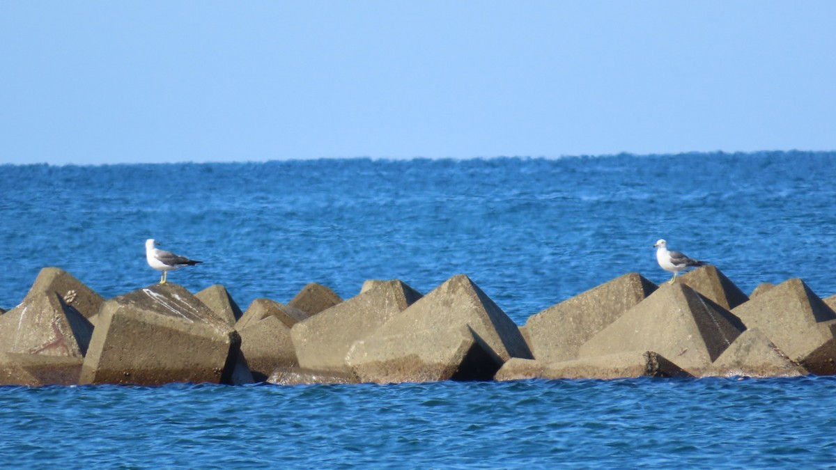 Black-tailed Gull - ML620628330