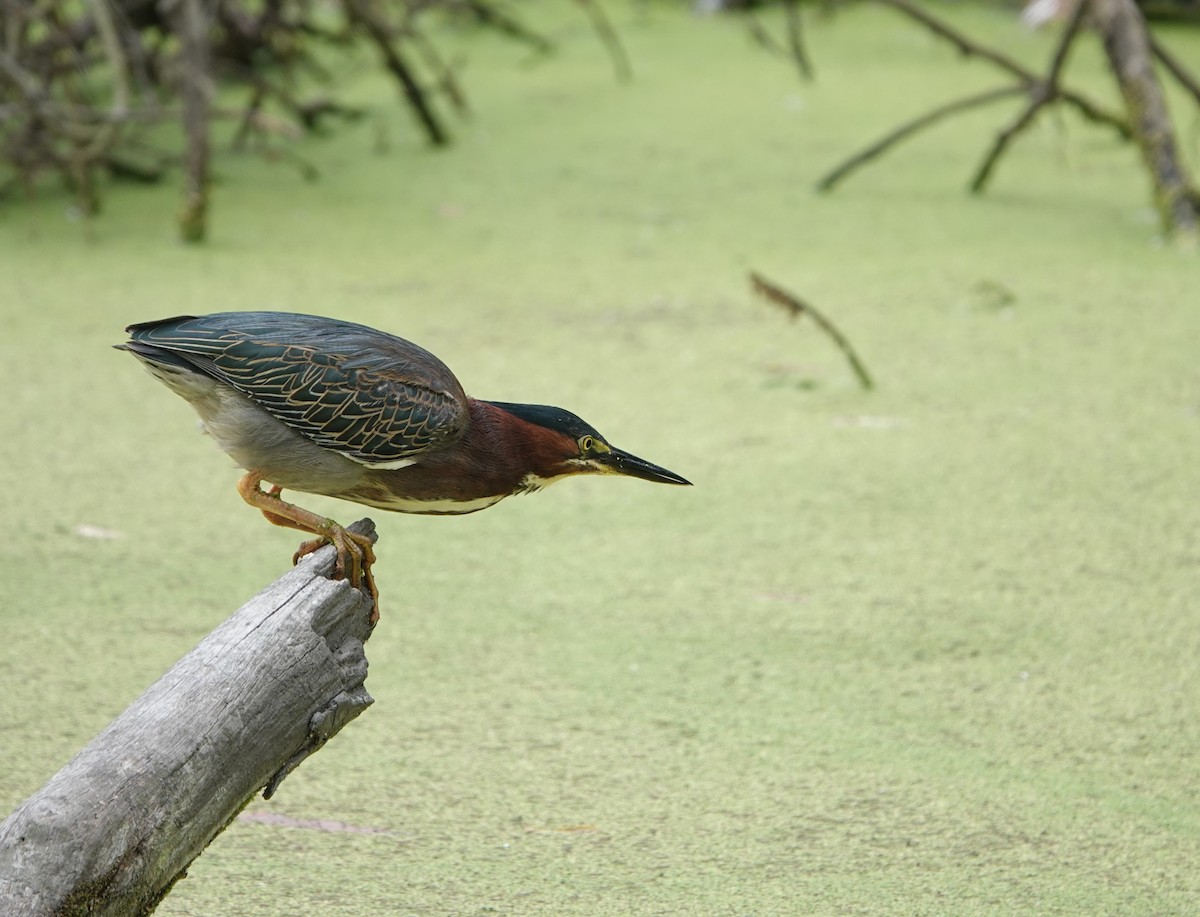 Green Heron - Sylvia Afable