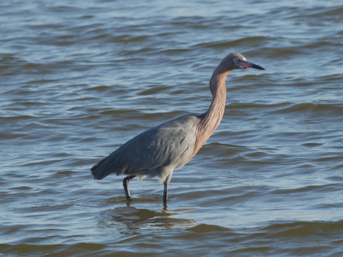 Reddish Egret - ML620628336