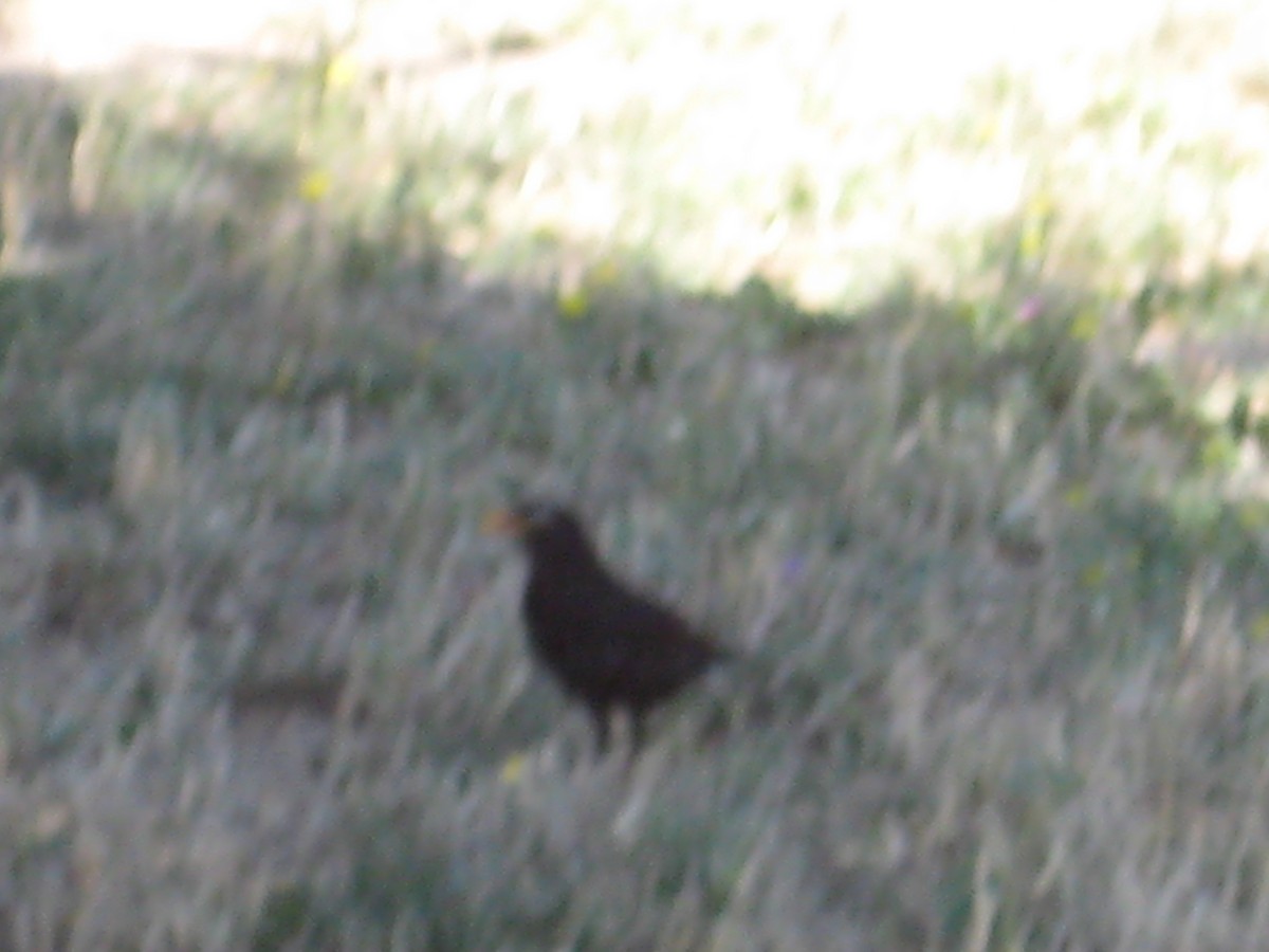 Eurasian Blackbird - Matt Hoberg