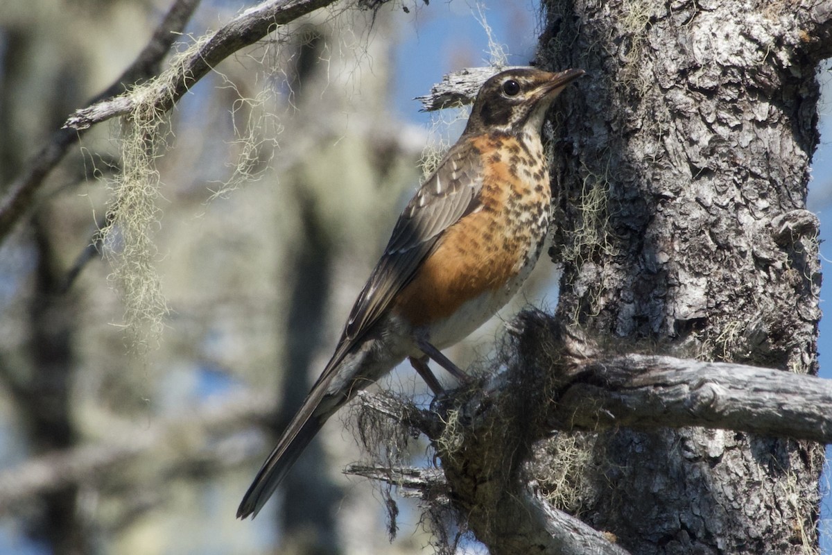 American Robin - Becky Knight