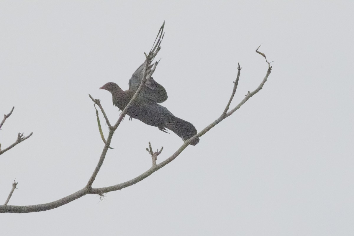 Red-billed Pigeon - ML620628341