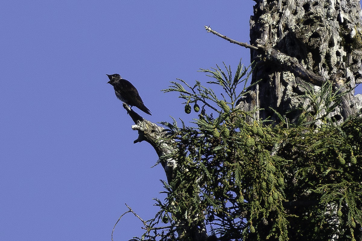 Purple Martin - ML620628346