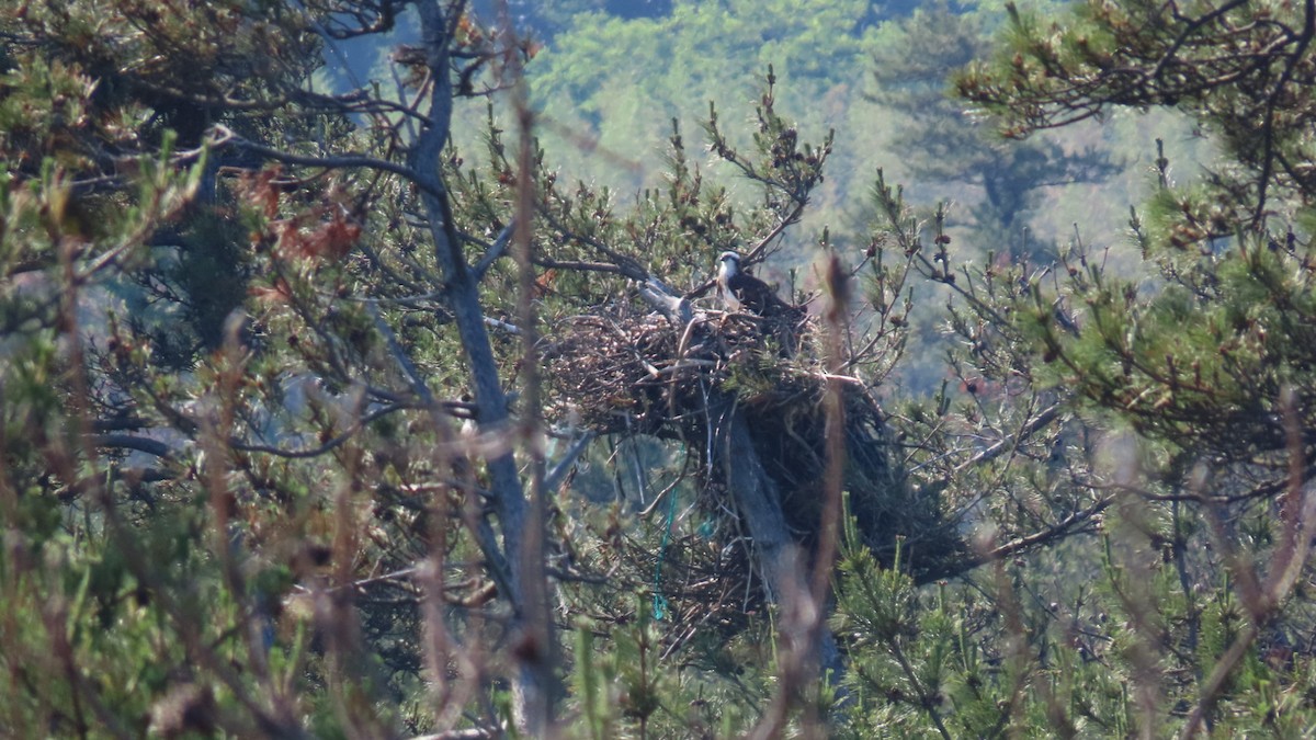 Balbuzard pêcheur - ML620628351