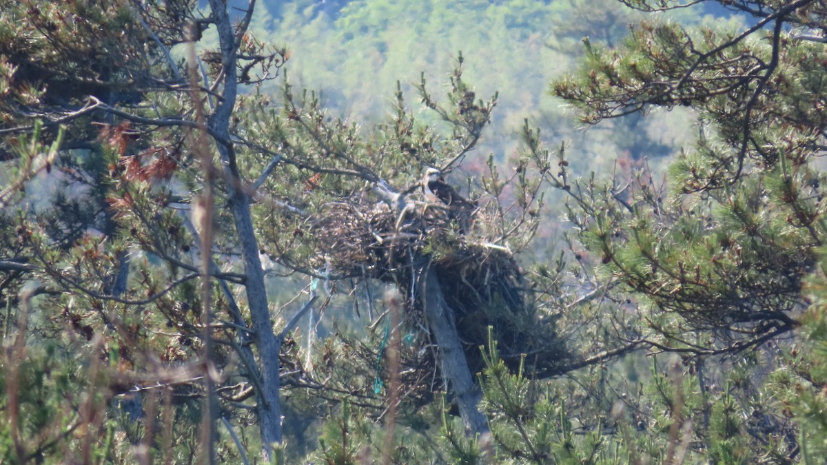 Osprey - ML620628358