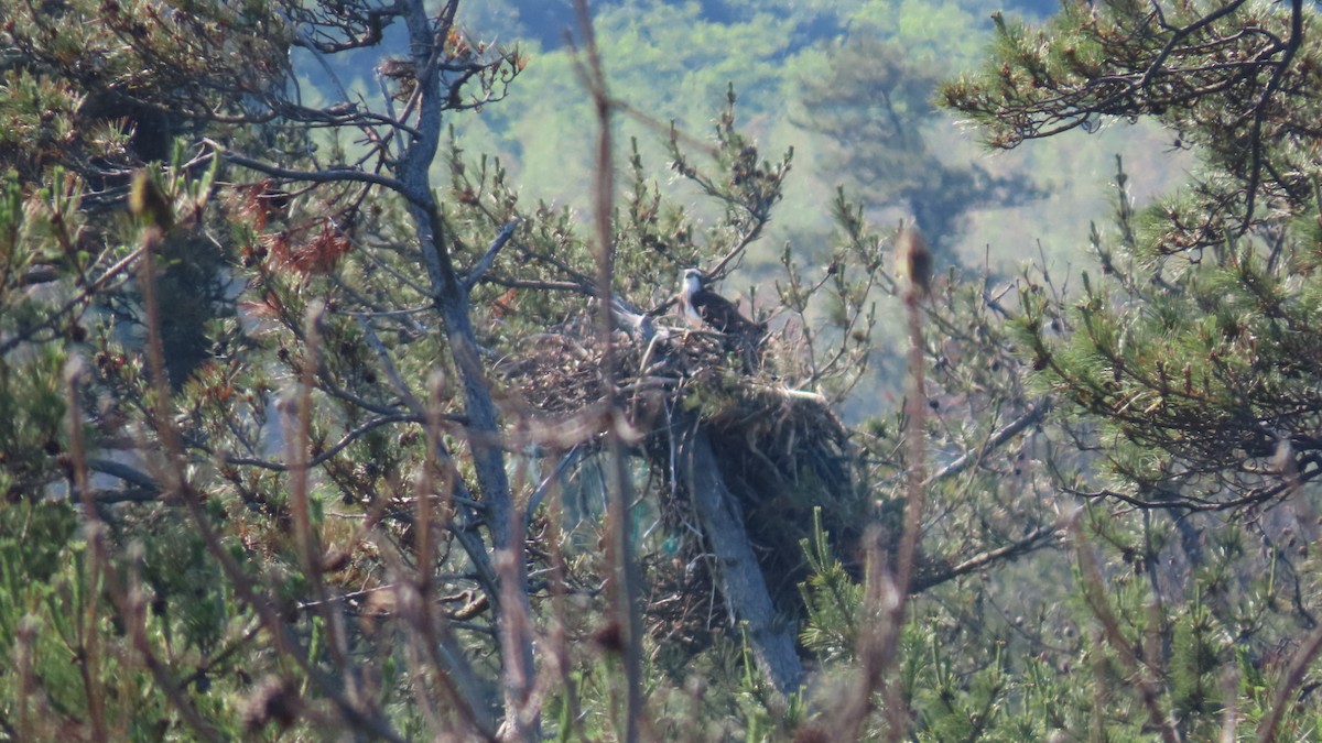 Águila Pescadora - ML620628363