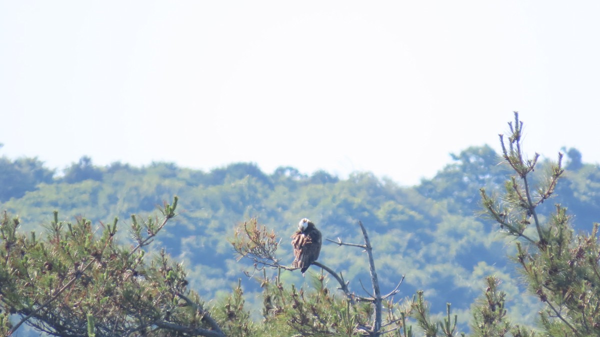 Águila Pescadora - ML620628364