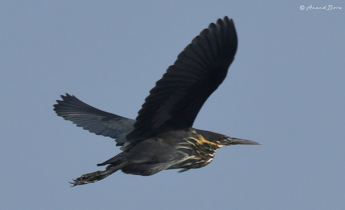 Black Bittern - ML620628368