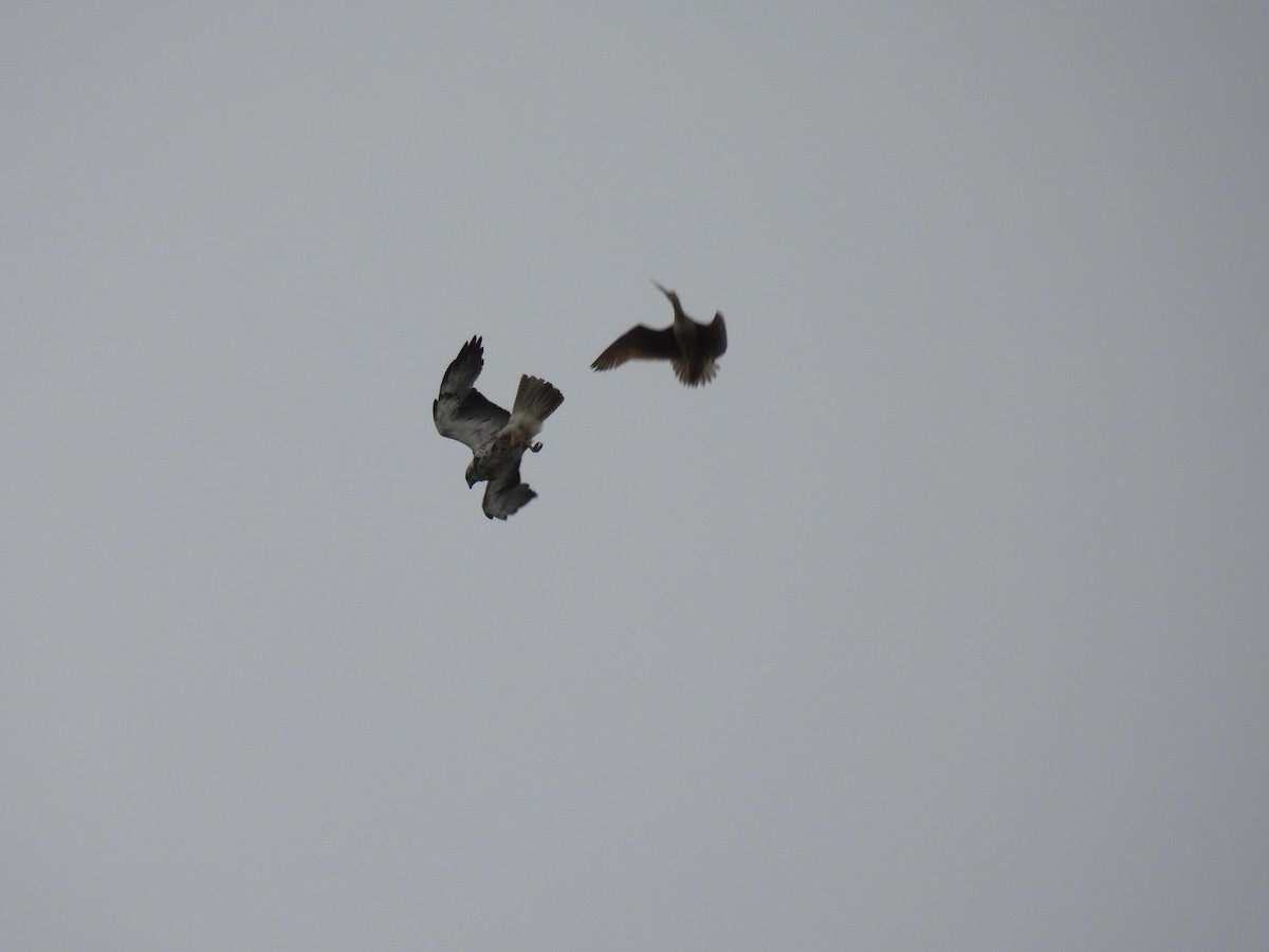 Swainson's Hawk - Mike Coulson