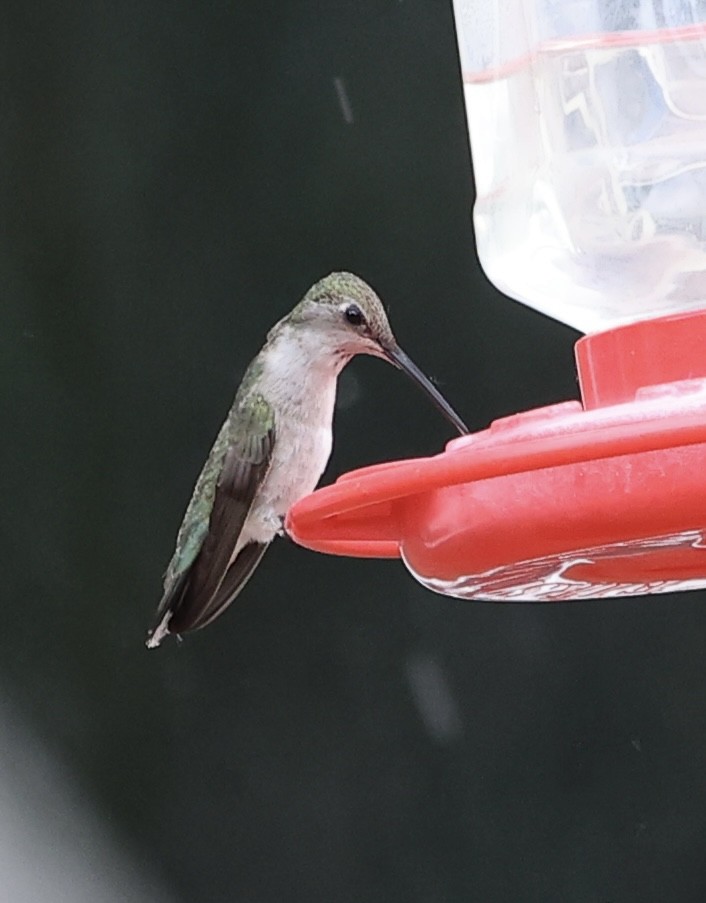 Black-chinned Hummingbird - ML620628373