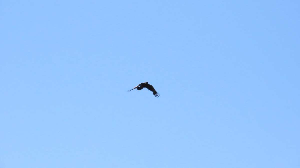 Eastern Buzzard - YUKIKO ISHIKAWA