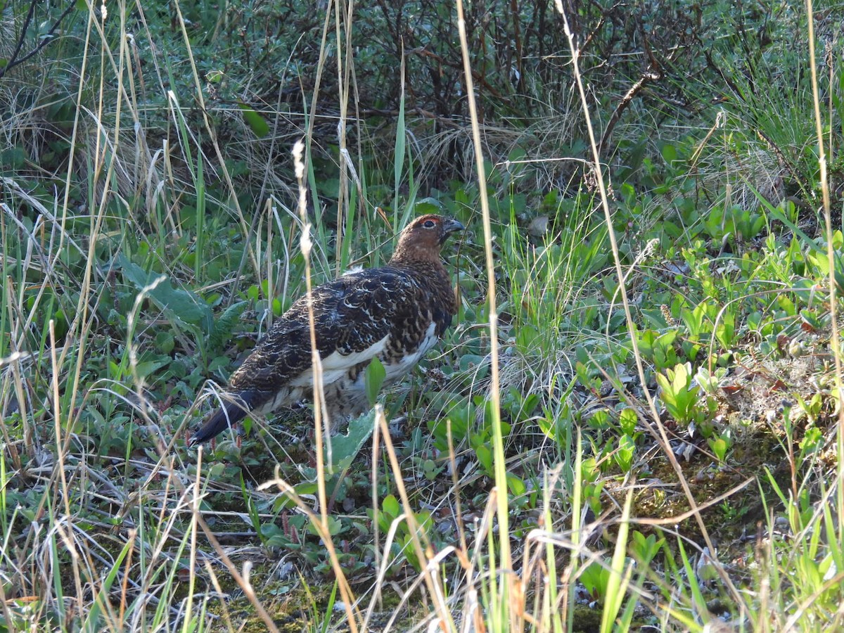 Willow Ptarmigan - ML620628375