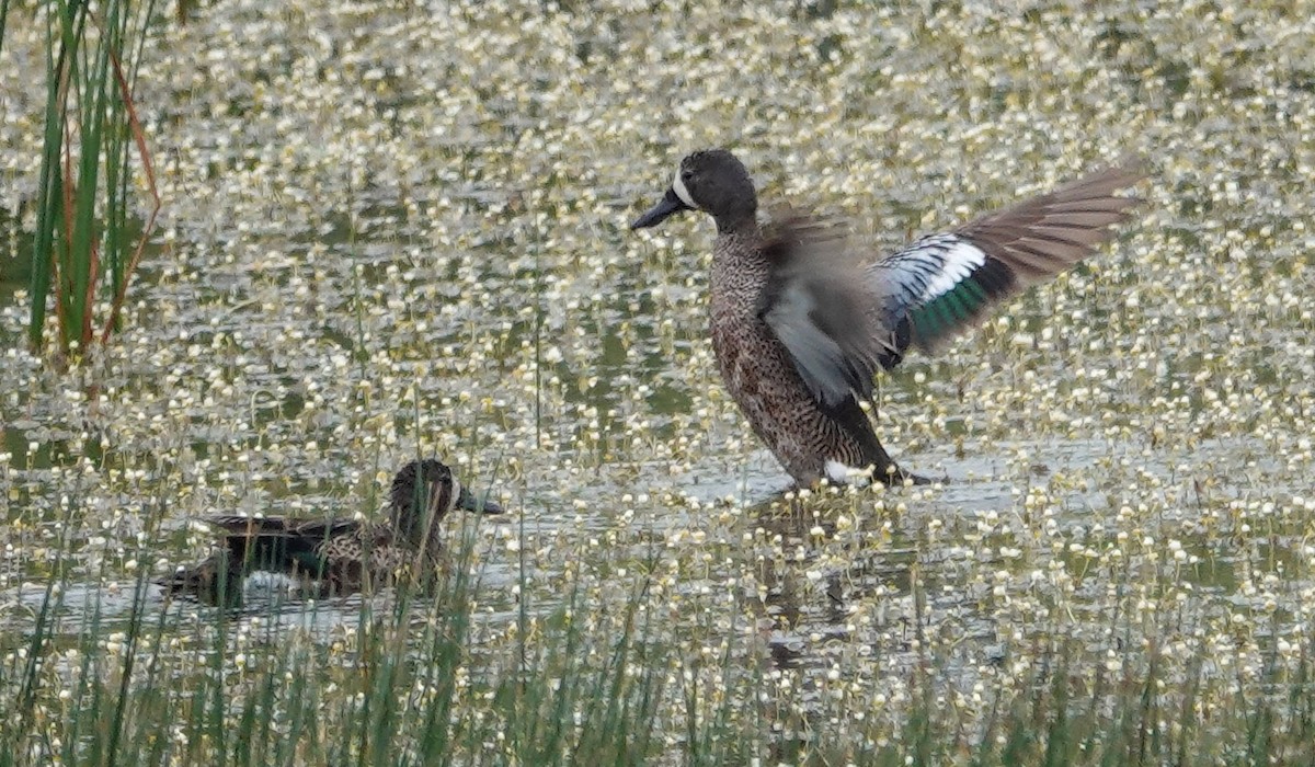 Blue-winged Teal - ML620628376