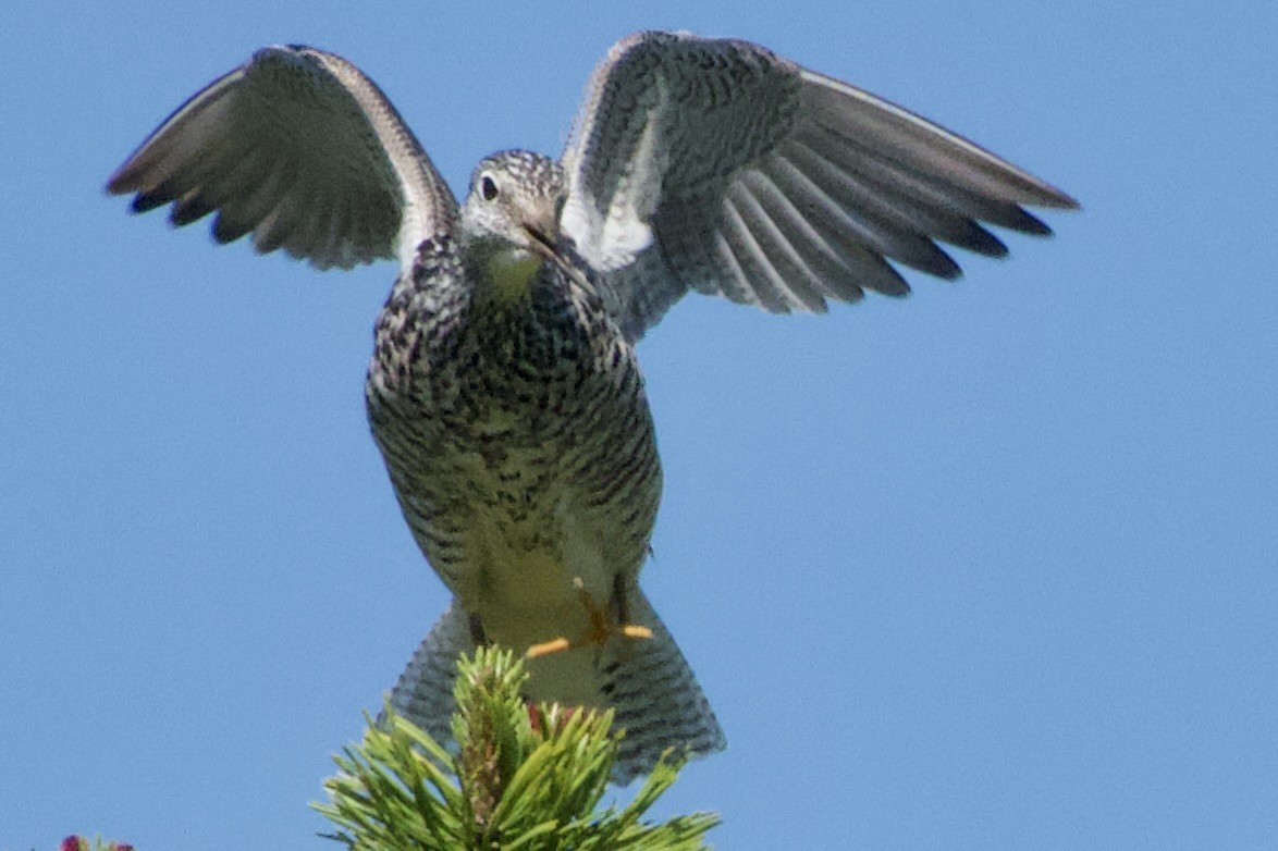 Greater Yellowlegs - ML620628378