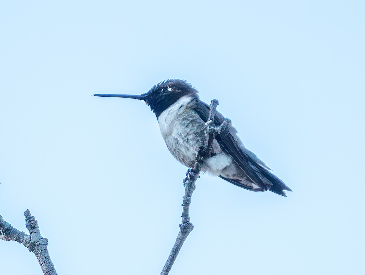 Black-chinned Hummingbird - ML620628379