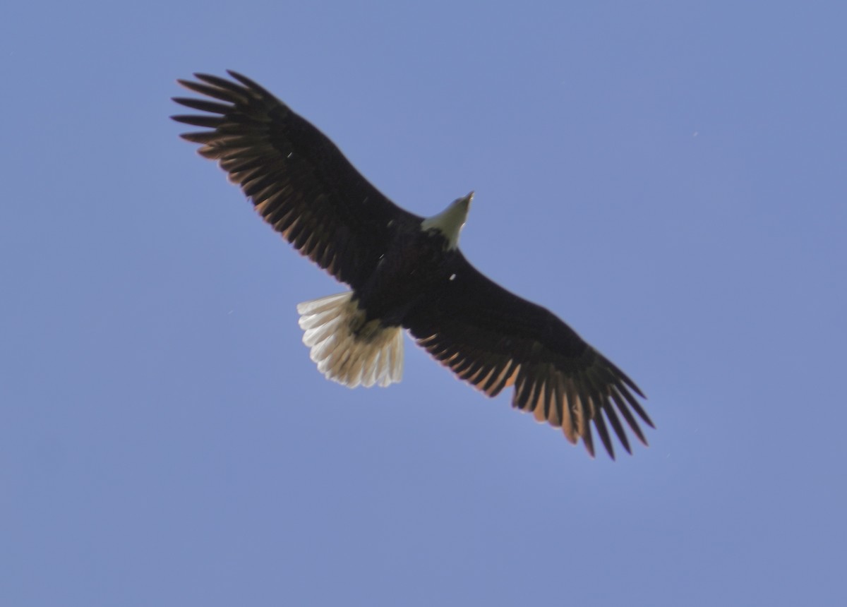 Bald Eagle - ML620628380