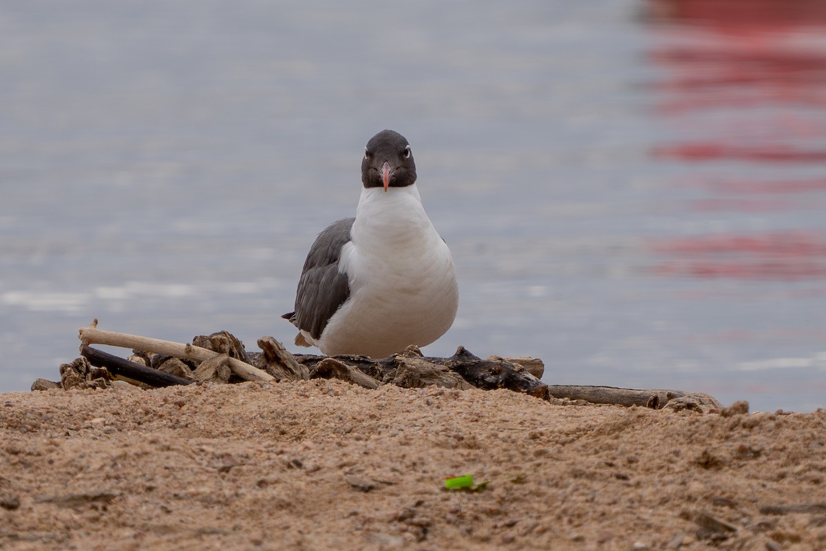 Laughing Gull - Robert Raker