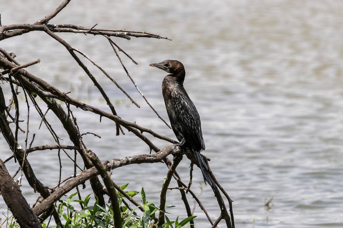 Cormoran de Vieillot - ML620628390