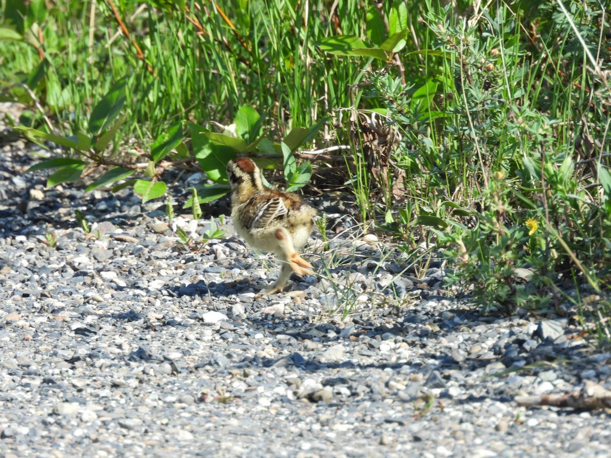 Moorschneehuhn - ML620628394