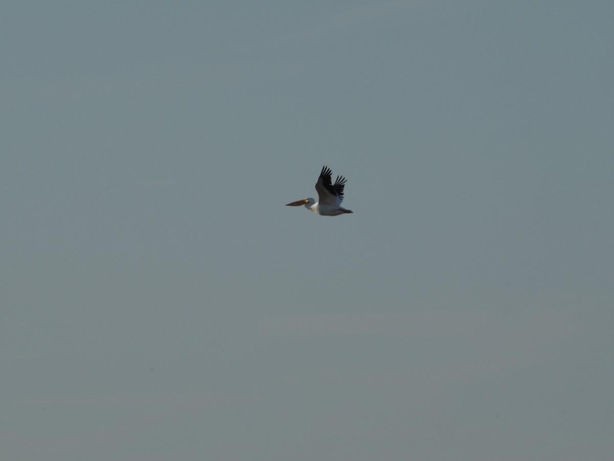 American White Pelican - ML620628398