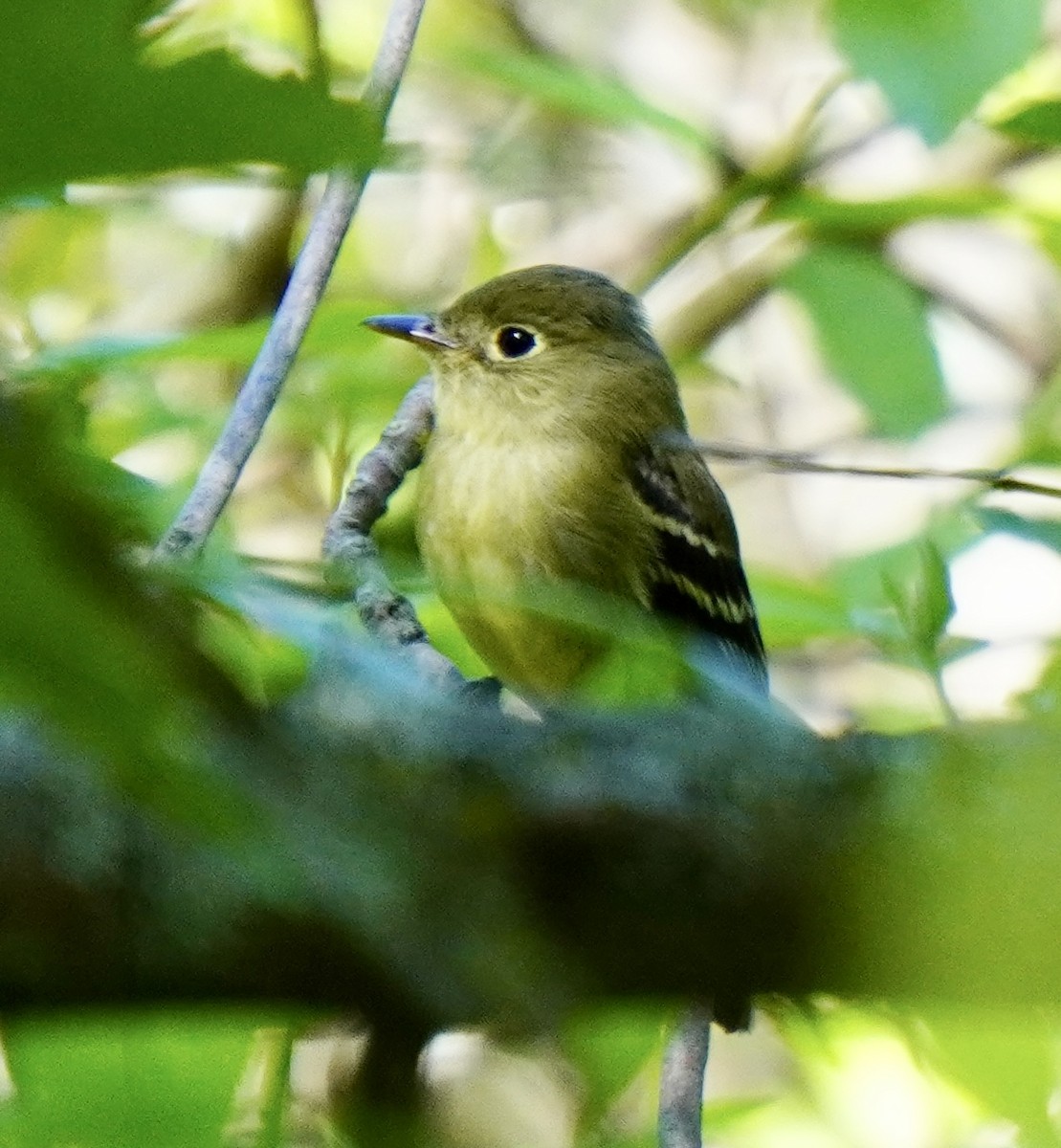 Yellow-bellied Flycatcher - ML620628399