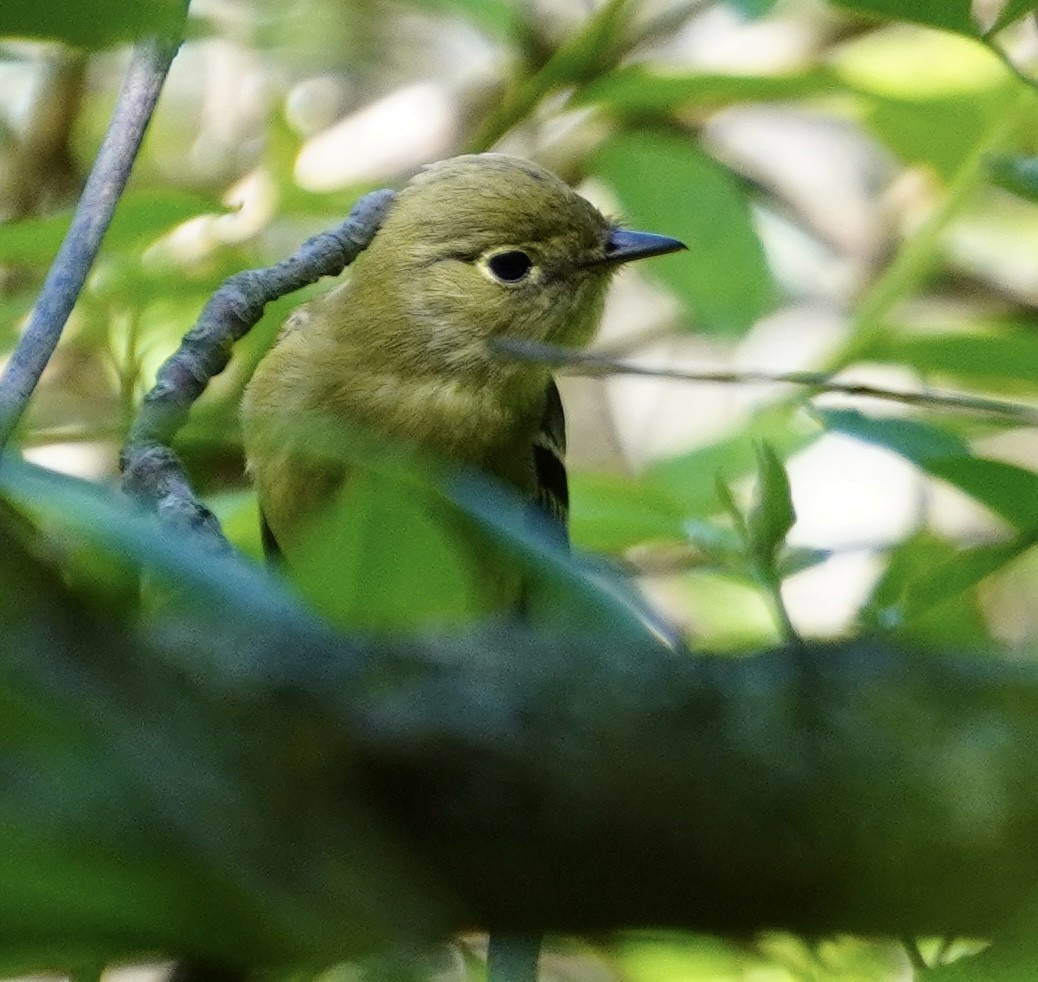Yellow-bellied Flycatcher - ML620628400