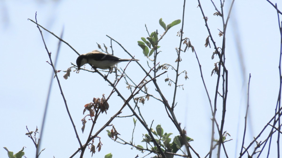 Japanese Tit - YUKIKO ISHIKAWA