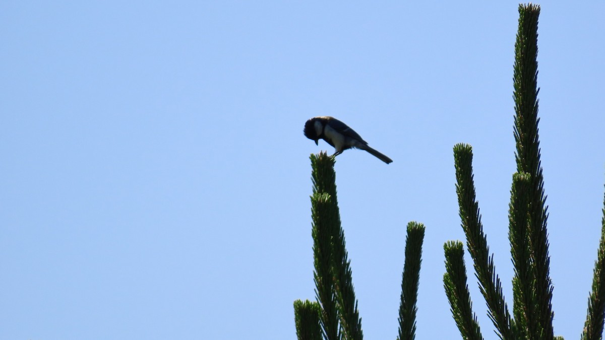 Japanese Tit - ML620628403