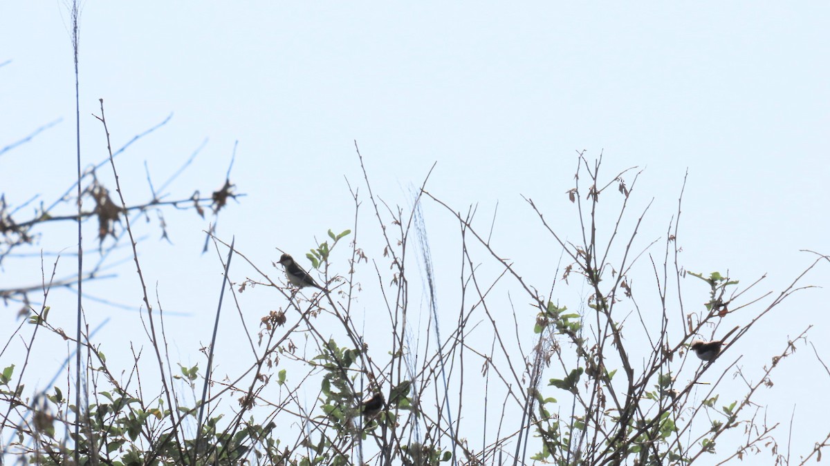 Japanese Tit - ML620628407