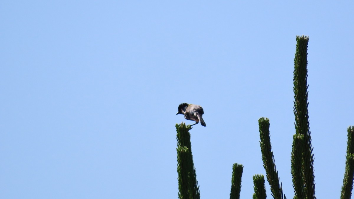 Japanese Tit - ML620628408