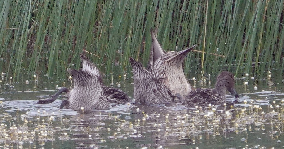 Northern Pintail - ML620628411