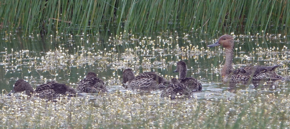 Northern Pintail - ML620628412