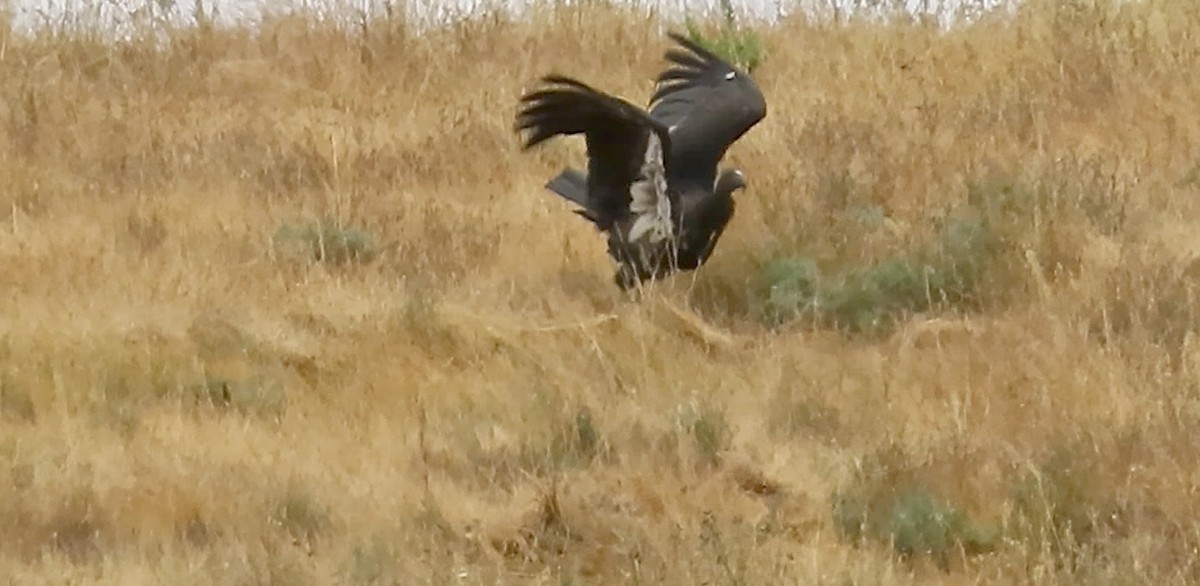 California Condor - ML620628413