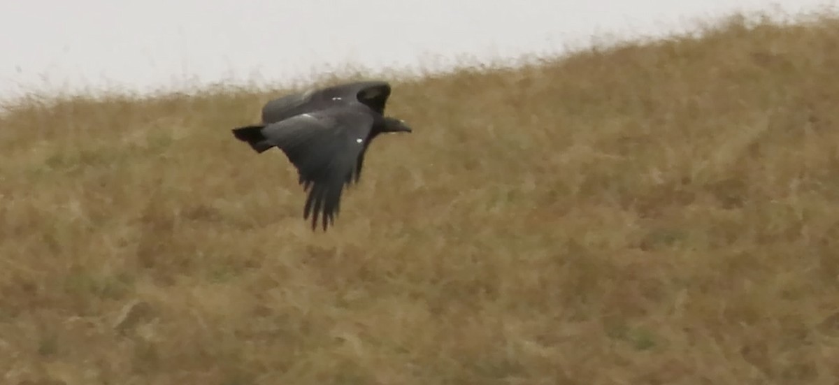 California Condor - ML620628418