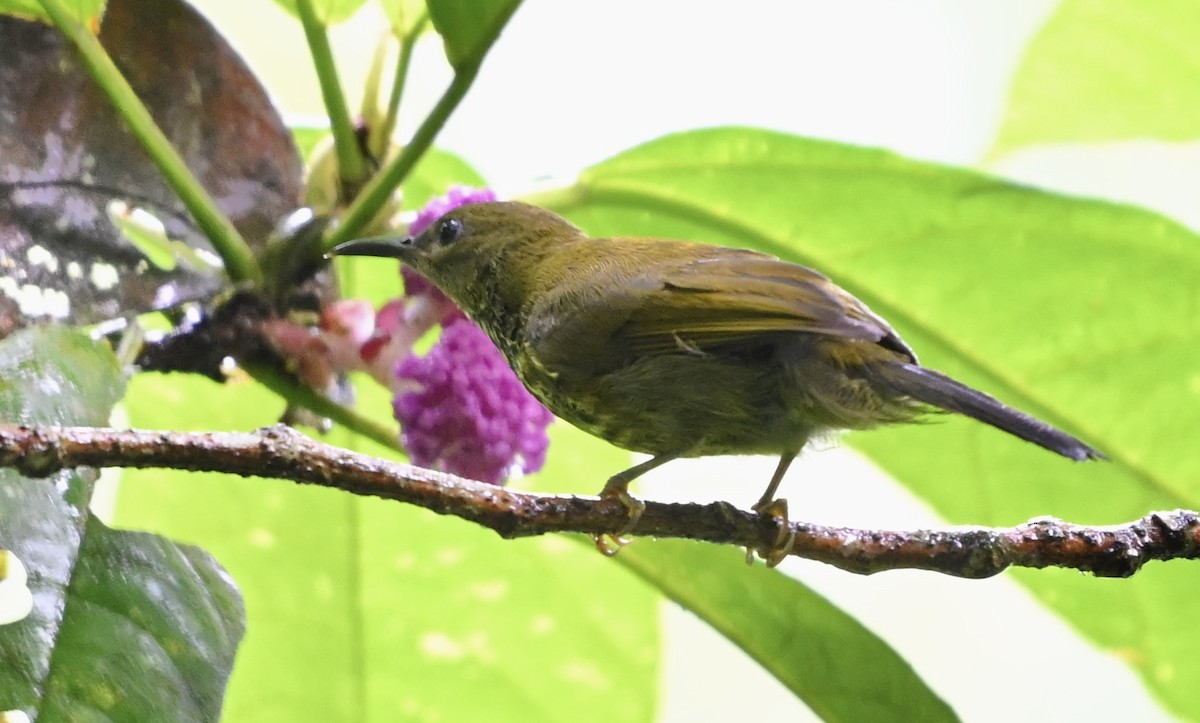 Purple-naped Spiderhunter - ML620628419