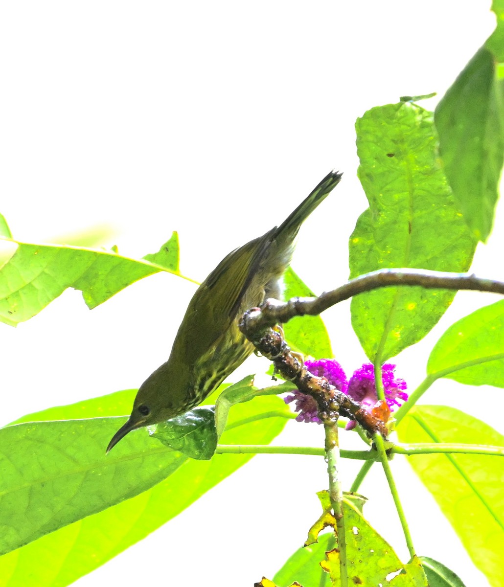 Purple-naped Spiderhunter - ML620628420