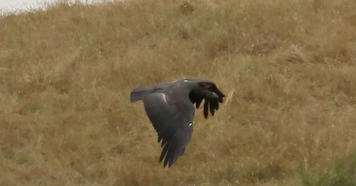 California Condor - ML620628421