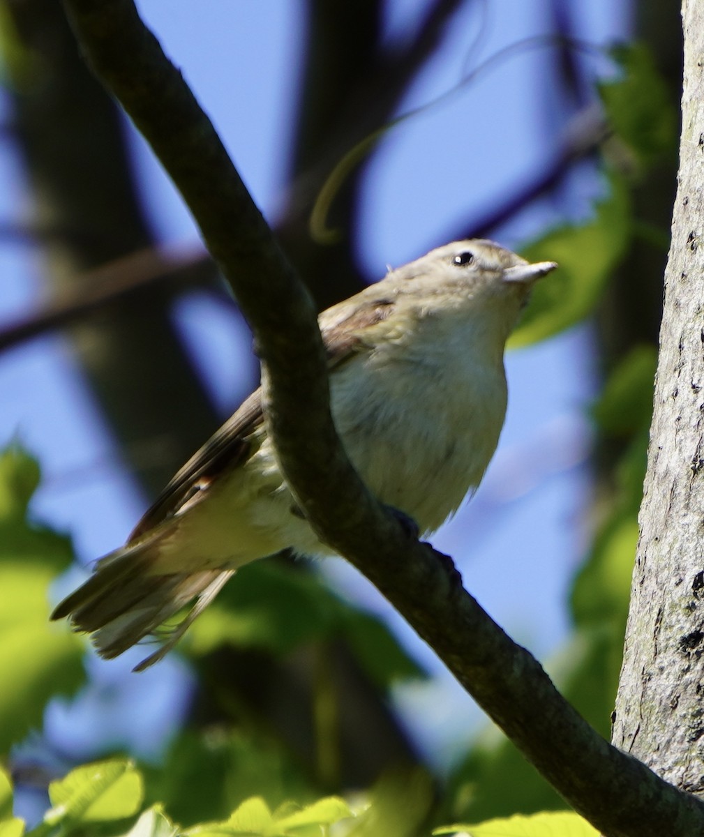 Eastern Warbling Vireo - Margaret Merar