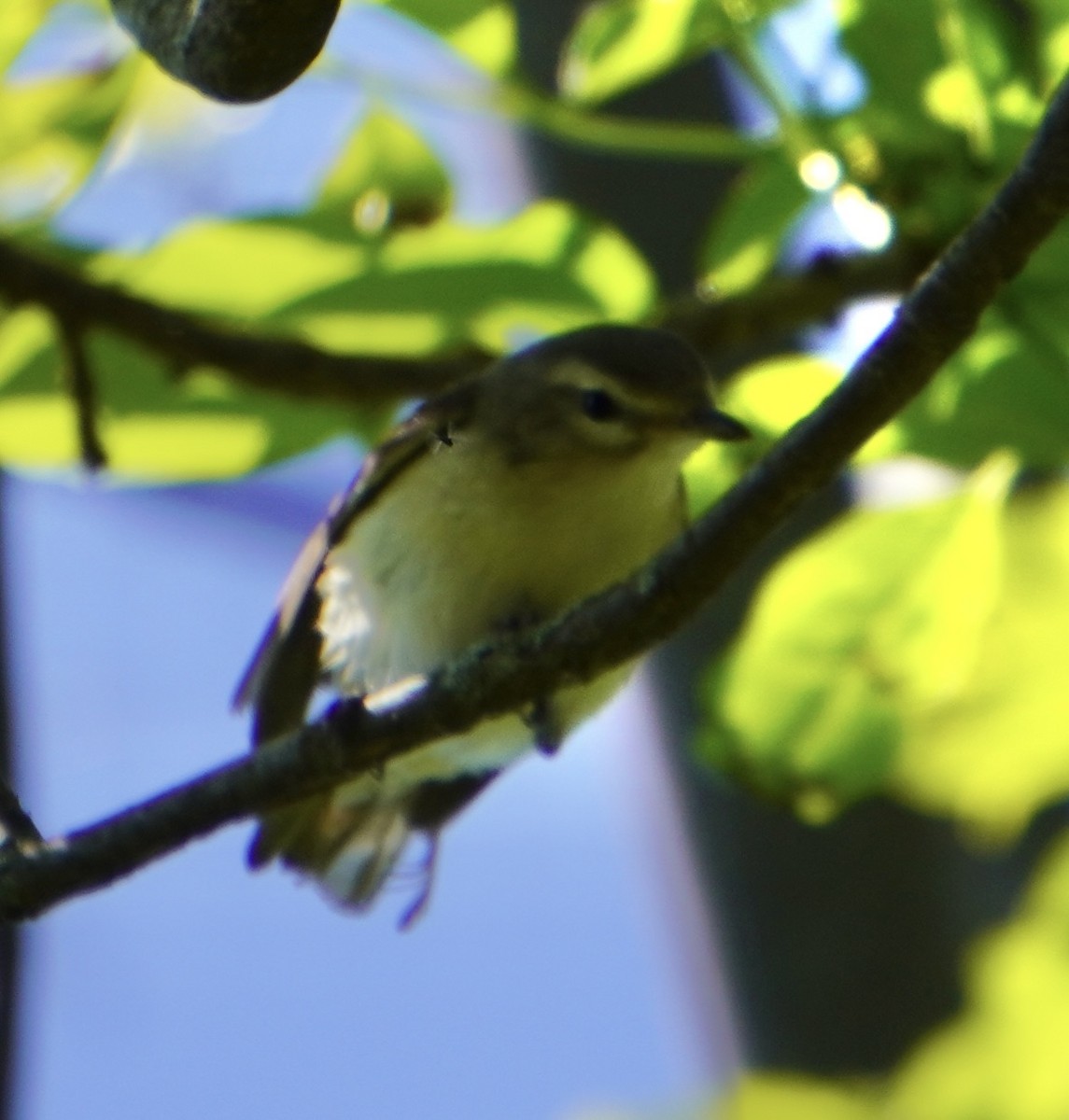 Eastern Warbling Vireo - Margaret Merar