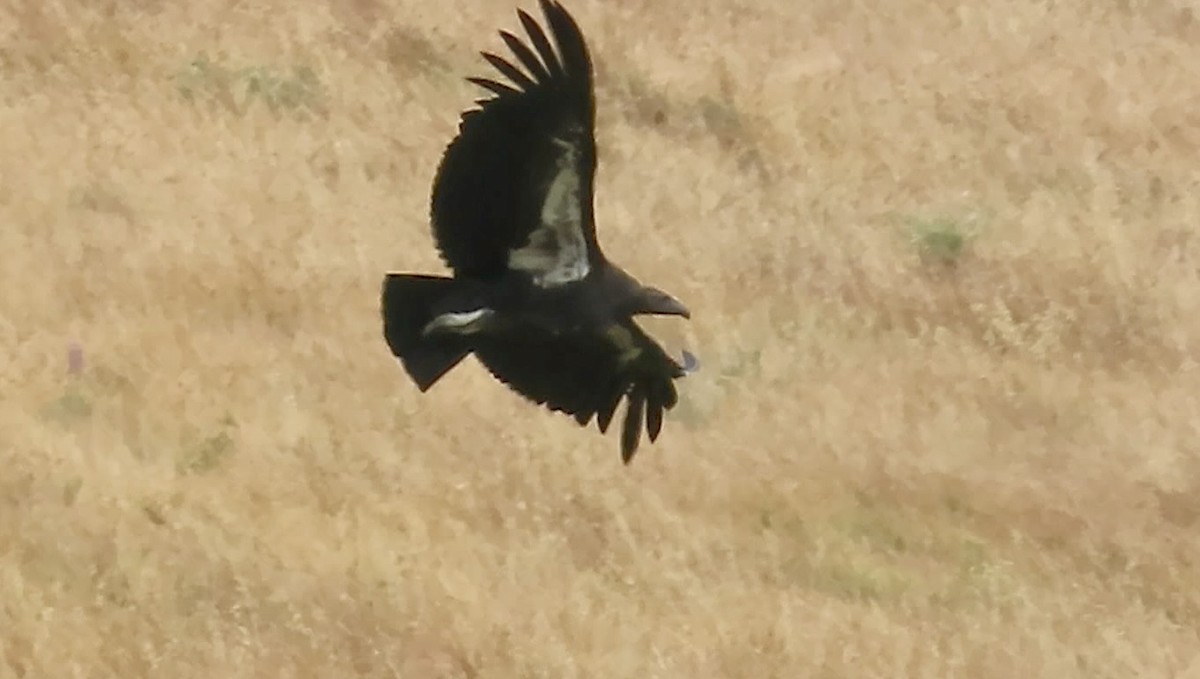 California Condor - ML620628428