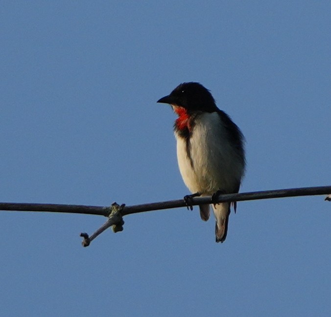 Red-chested Flowerpecker - ML620628431