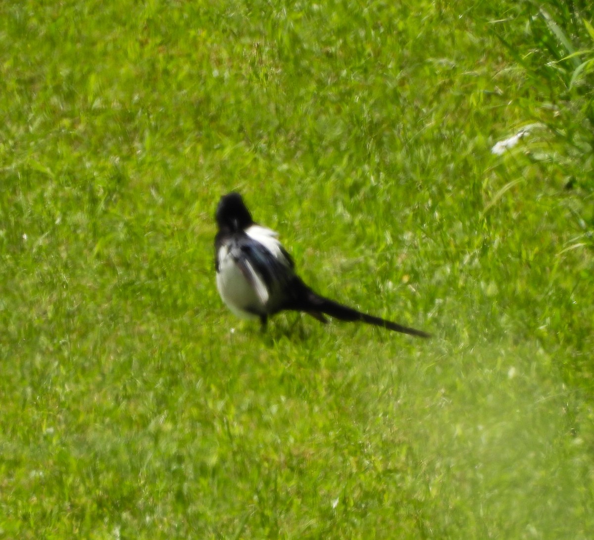 Black-billed Magpie - ML620628433